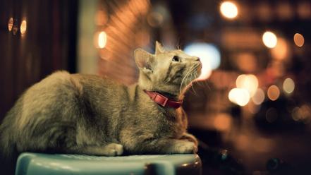 Animals collar pets looking up domestic cat wallpaper