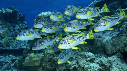 Animals fish underwater fishes wallpaper