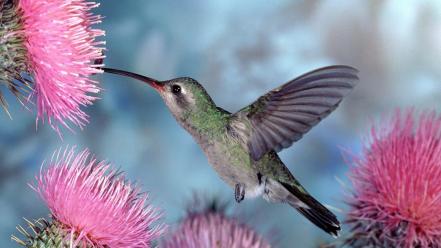 Birds hummingbirds duplicate cactus flowers wallpaper