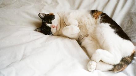 Cats animals beds lying down pets domestic cat wallpaper