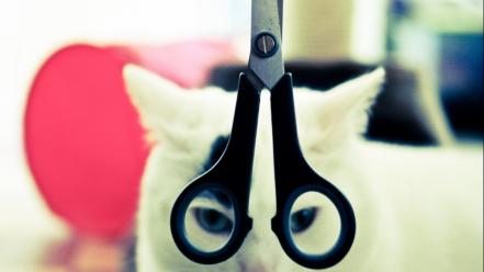 Cats animals scissors pets domestic cat white wallpaper