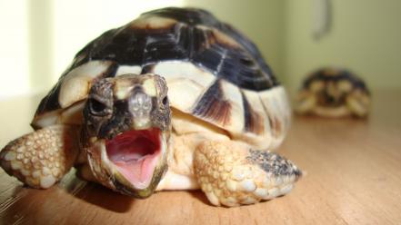 Funny turtles wallpaper