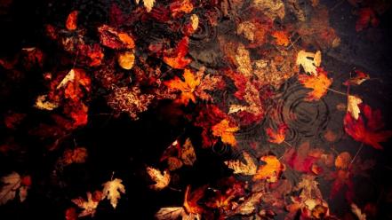 Nature autumn leaves fallen wallpaper