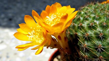 Nature flowers yellow plants sunlight cactus wallpaper