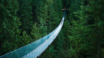 rope bridge wallpaper forests bridges pine trees nature