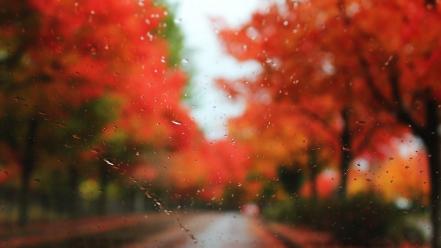 Nature trees rain leaves window panes autumn wallpaper
