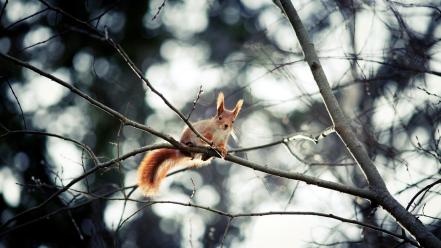 Nature winter trees animals outdoors squirrels wallpaper