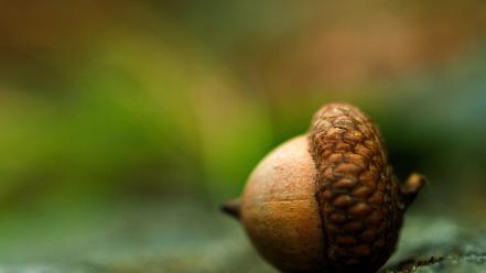 Nuts acorns macro wallpaper
