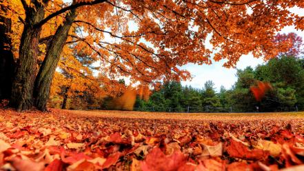 Red forest orange canada parks fallen leaves wallpaper