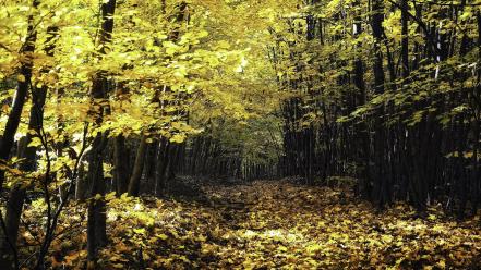 Trees yellow forest leaves wallpaper