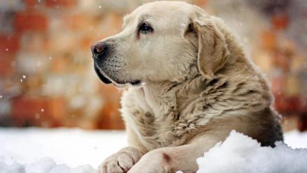 Winter snow animals dogs pets golden retriever wallpaper