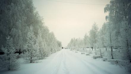Winter snow trees forests roads snowy wallpaper