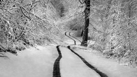 Winter snow trees forests roads snowy wallpaper