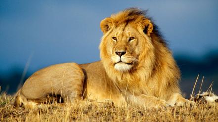 African Lion King wallpaper
