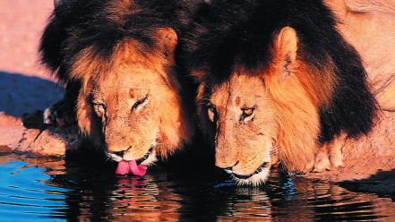 Animals feline africa lions drinking wallpaper