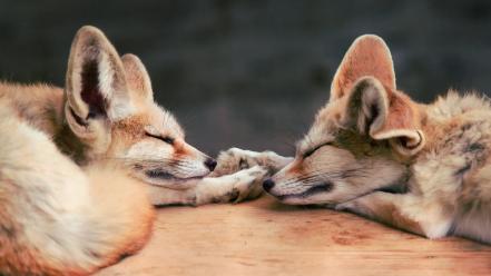 Animals sleeping fennec fox foxes wallpaper