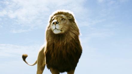 Aslan In Narnia Dawn Treader wallpaper