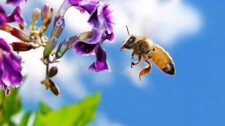 Bee On Flower Screen wallpaper