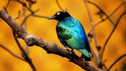 Blue Bird Hd wallpaper