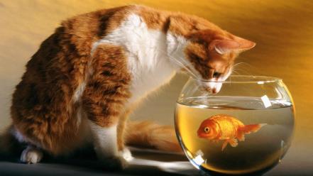 Cat And Fish Hd wallpaper
