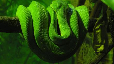 Green Snake wallpaper