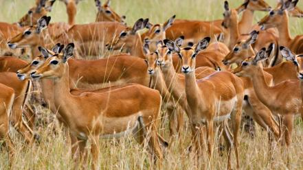 Herd Of Female Impala Masai Mara Kenya wallpaper