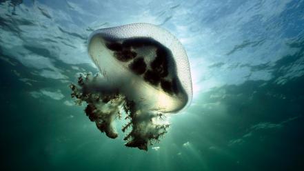 Mauve Stinger Jellyfish Australia wallpaper