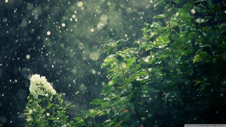 Nature rain summer wallpaper