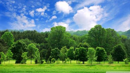 Nature trees summer wallpaper