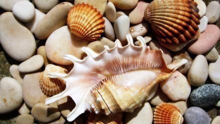 Pebbles seashells wallpaper