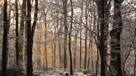 Snow trees forests wallpaper
