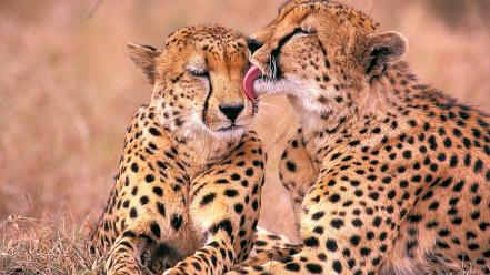 South African Cheetahs wallpaper