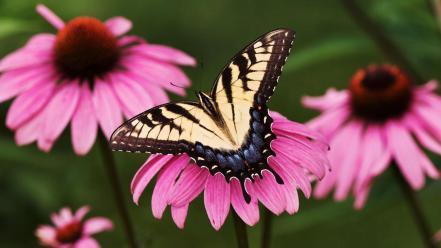 Tiger Swallowtail Butterfly Purple Coneflower wallpaper