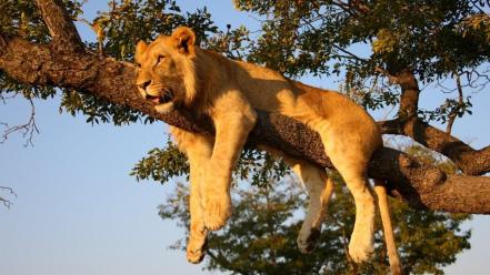 Trees animals africa lions safari wallpaper