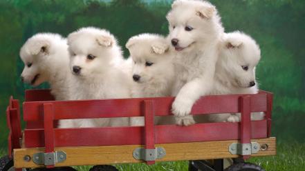 Wagonload Of Samoyed Puppies wallpaper