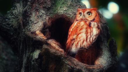Animals birds forests owls red wallpaper
