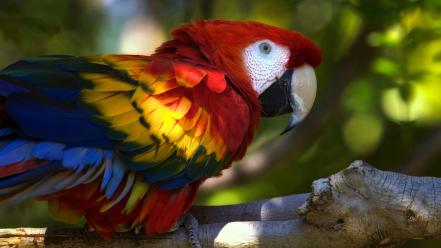 Animals parrots macaw wallpaper