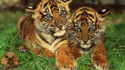 Animals tigers cubs bengal baby wallpaper