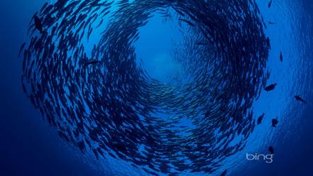 Bing bali fish ocean swarm wallpaper
