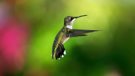 Birds bokeh hummingbirds colibri wallpaper