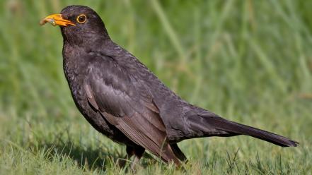 Blackbird animals birds nature worms wallpaper