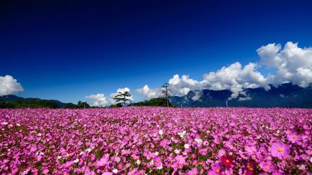 Cosmos flower flowers landscapes meadows mountains wallpaper