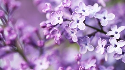 Cute purple flowers wallpaper