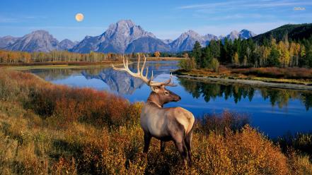 Deer elk wallpaper