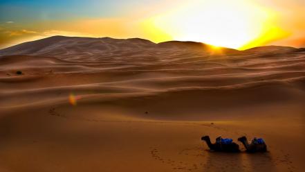 Desert sunset wallpaper