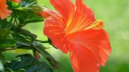 Flowers hibiscus wallpaper