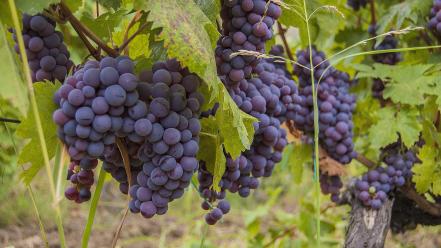 Grapes wine wallpaper