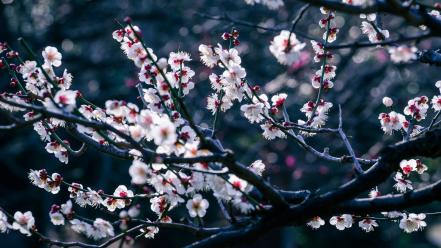 Japan blossoms bokeh branches flowers wallpaper