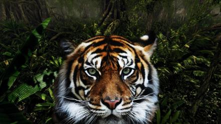 Jungle animals tigers wallpaper