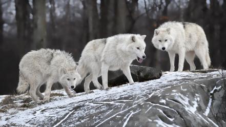 Nature animals white wolf wolves wallpaper